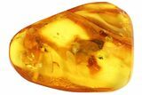 Detailed Fossil Termite (Isoptera) In Baltic Amber #87114-1